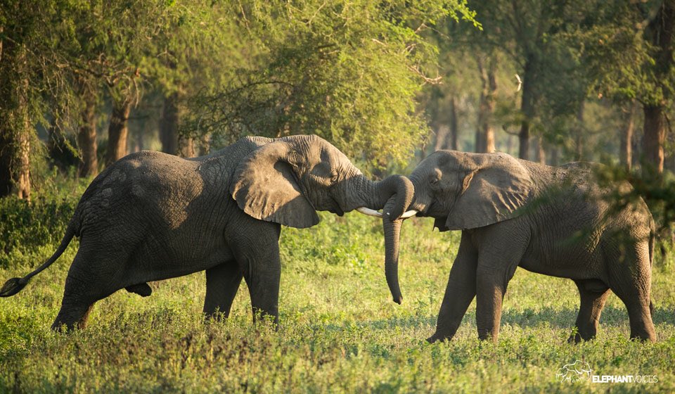 elephantvoices's tweet image. Allo-Check-Tusk: Using the tip of the trunk, or its fingers, to feel the tusks of another elephant. Typically observed between males during Sparring when they appear to examine the size, length sharpness of combatant&apos;s tusks. #TheElephantEthogram 🐘