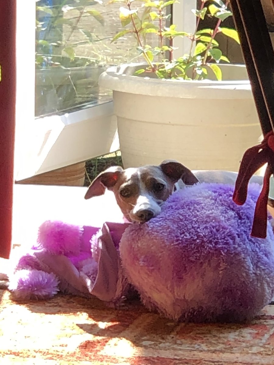 Love is... a big furry octopus. 🐙💕

#italiangreyhound #galgo #sleepingdogs #dogswithtoys #iggy #iggies #iggiesoftheworld #bankholidaydogs