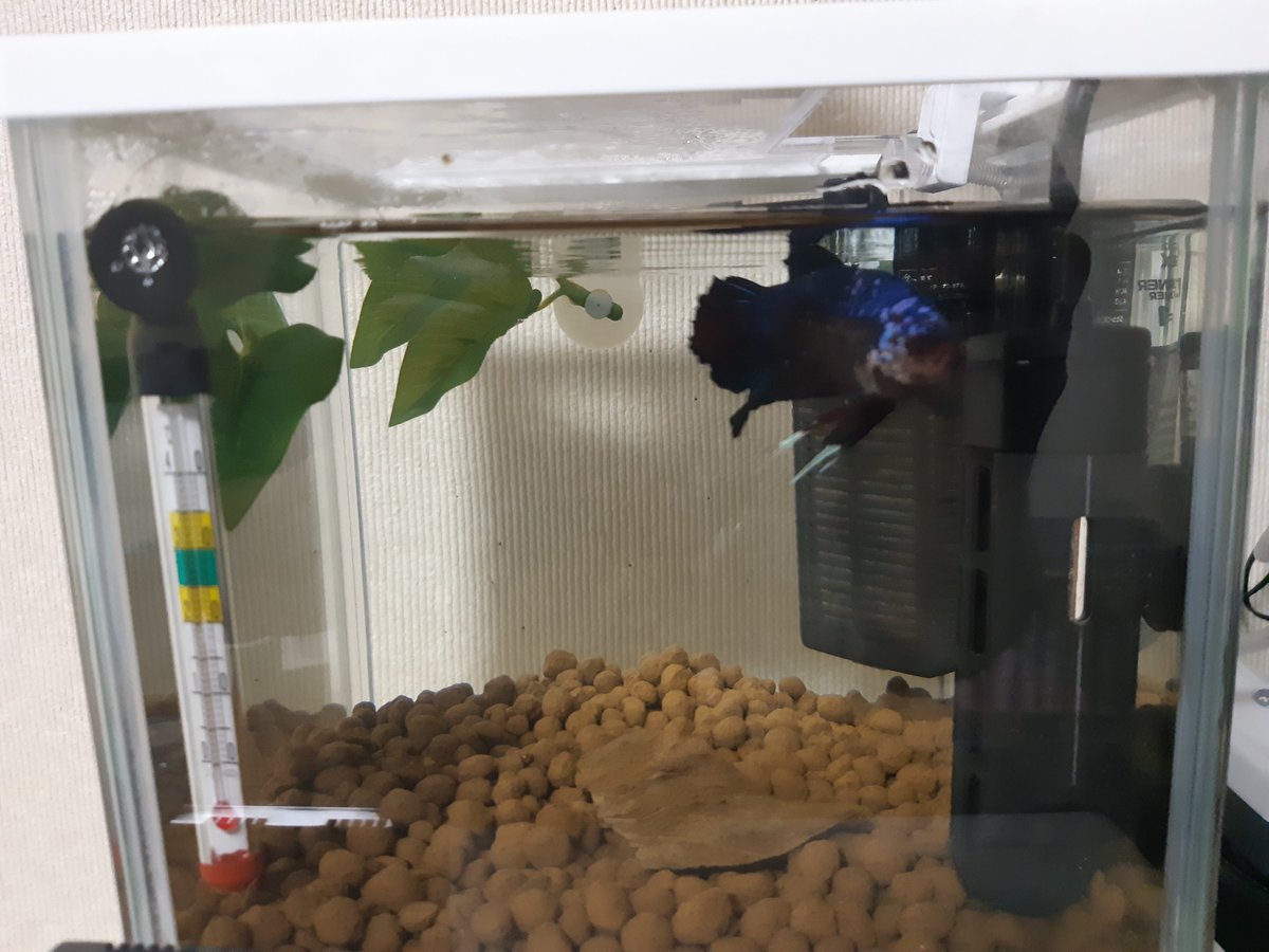キンクママ على تويتر 水槽 1個目 ジャイアントベタを飼ってます よく食べよく泳ぎます 一応濾過フィルターを入れてますが水量最小にしてるのでほぼ水流はないはず 床材は何故か赤玉土 完全にミスった感はある ベタ ジャイアントベタ