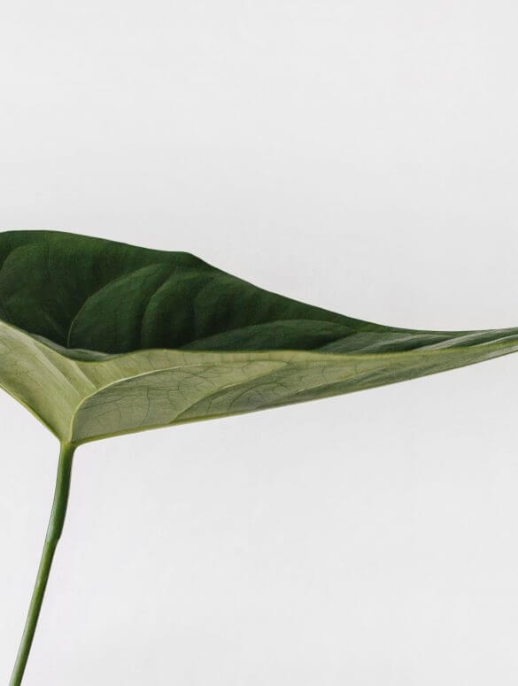 🌳 How can we learn from #nature for human #design?

Explore the importance of biomimicry with Dimitri Smirnoff, Educator and Researcher at 
<a href="/calacademy/">California Academy of Sciences</a>: onblend.tealeaves.com/biomimicry-lea… 

#naturebasedsolutions #designthinking