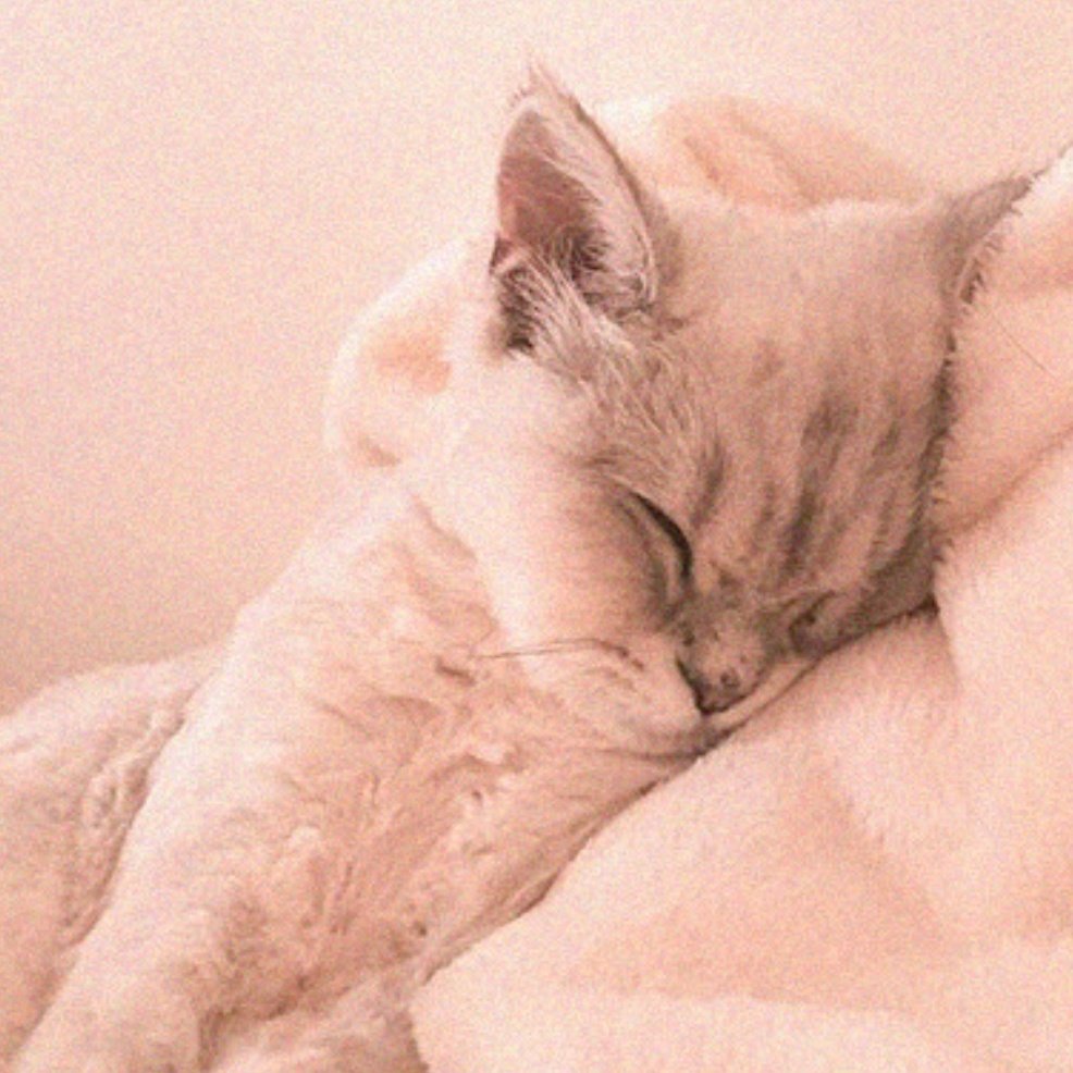 seguindo pessoas incríveis! tweet media