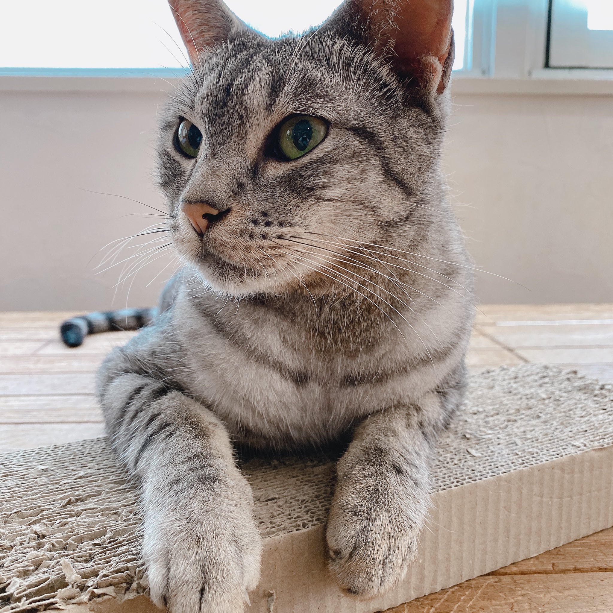 キャットルームこるね Twitter Search Twitter