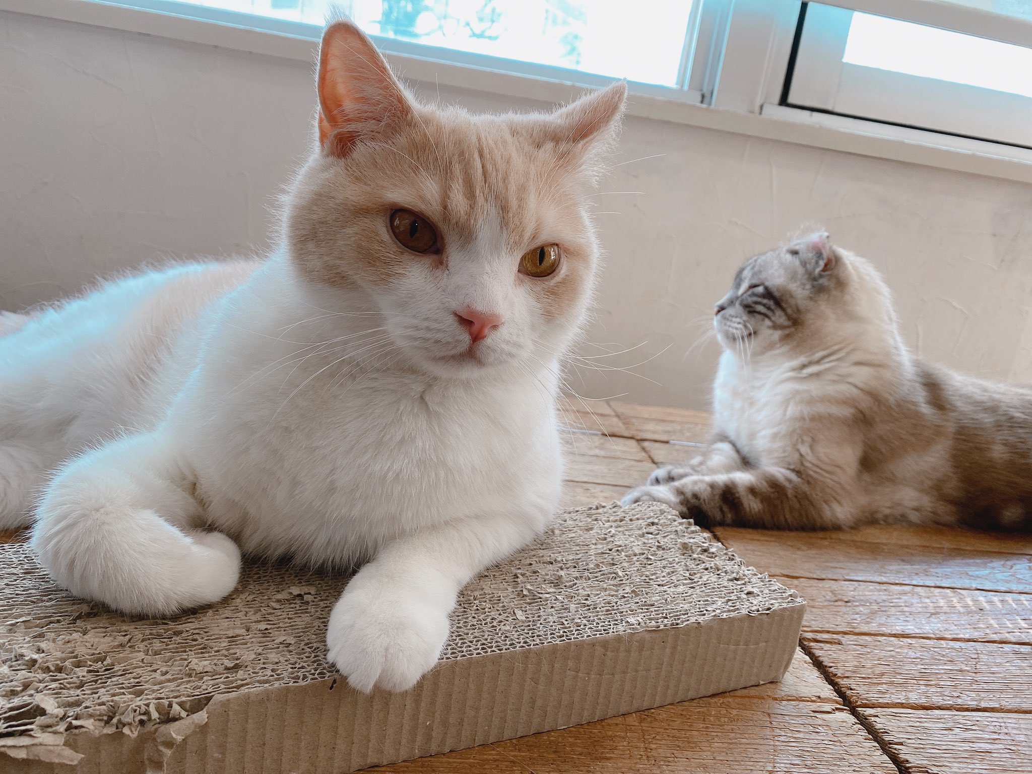 キャットルームこるね Twitter Search Twitter