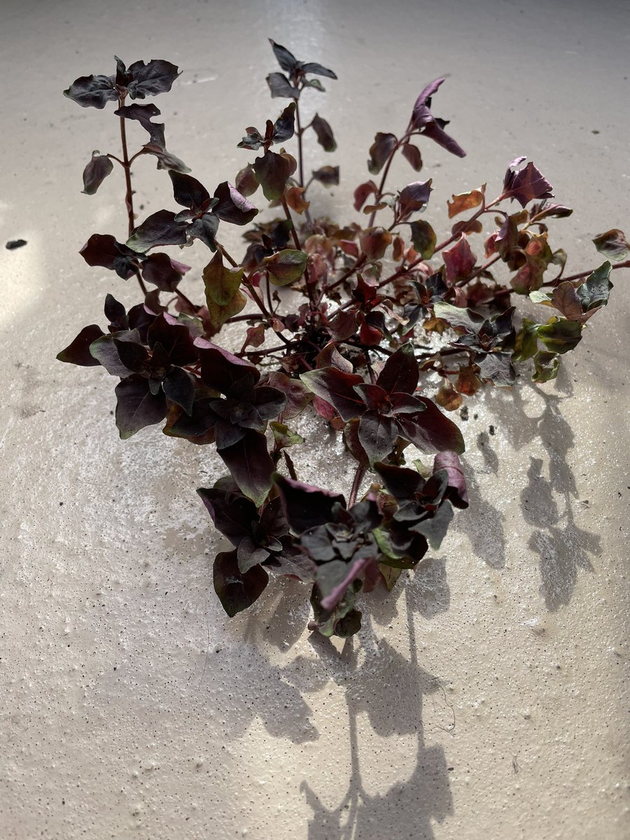 LauraTroyani's tweet photo. @Swansons  Help! This is the 2nd time my ground cover is dying this year (same kind of plant, planted in the same place, twice). It looks like something is eating the roots. I don’t see any bugs…but there were aphids early spring that I neem oiled. Are those jerks still there? https://t.co/lpmeF0o6c8