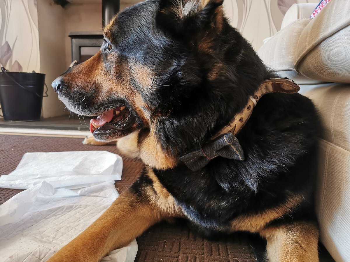 RPD_Vinnie tweet media