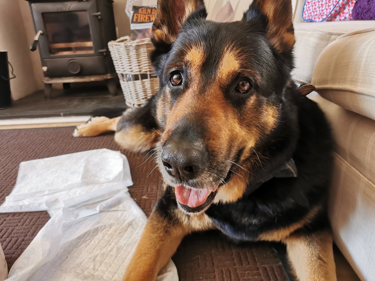 RPD_Vinnie tweet media