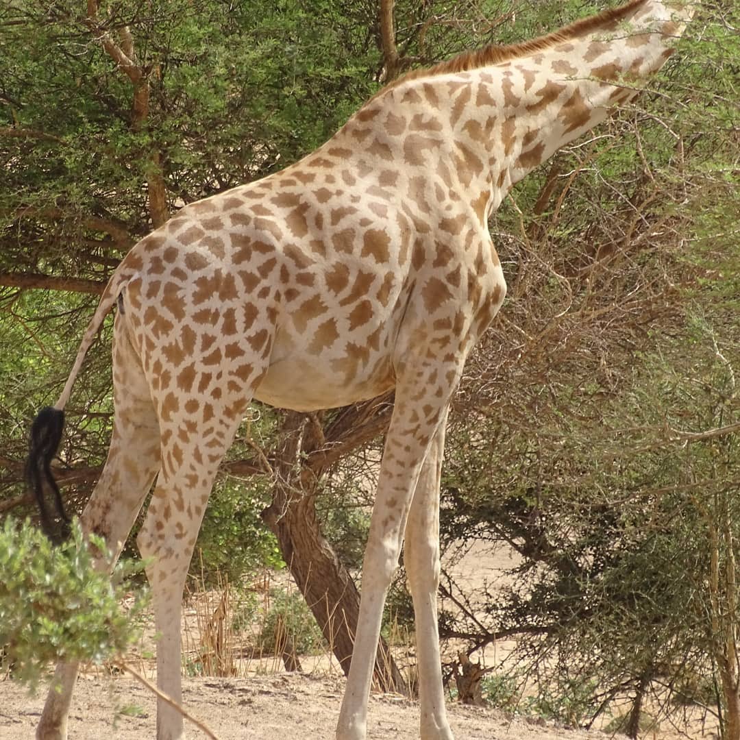 AsgnNiger's tweet photo. Dans 3 semaines, nous célébrerons la Journée mondiale de la girafe - 21 juin 2020. 
#worldgiraffeday #worldgiraffeday2020 
#Kouré #Harikanassou #Dantchandou #Fandou #kiota #niger 
#girafe #savegiraffe #girafa https://t.co/GdMMZU4Ejy