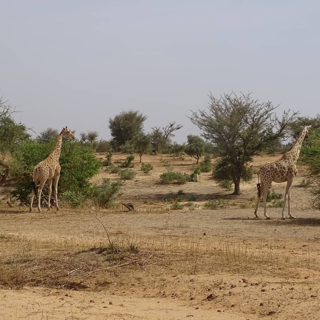 AsgnNiger's tweet photo. Dans 3 semaines, nous célébrerons la Journée mondiale de la girafe - 21 juin 2020. 
#worldgiraffeday #worldgiraffeday2020 
#Kouré #Harikanassou #Dantchandou #Fandou #kiota #niger 
#girafe #savegiraffe #girafa https://t.co/GdMMZU4Ejy
