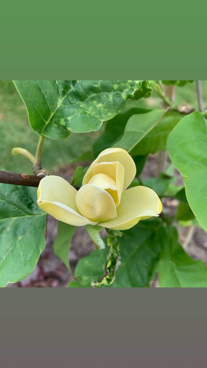 LouSandra63's tweet photo. Yellow magnolia. https://t.co/ipsmluvvEI