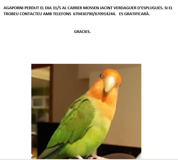 Provitas3's tweet photo. #AGAPORNIS #PERDIDO
Este pequeñuelo se ha perdido, ¿ayudamos a que vuelva a casa? https://t.co/G5K0xRvYWd