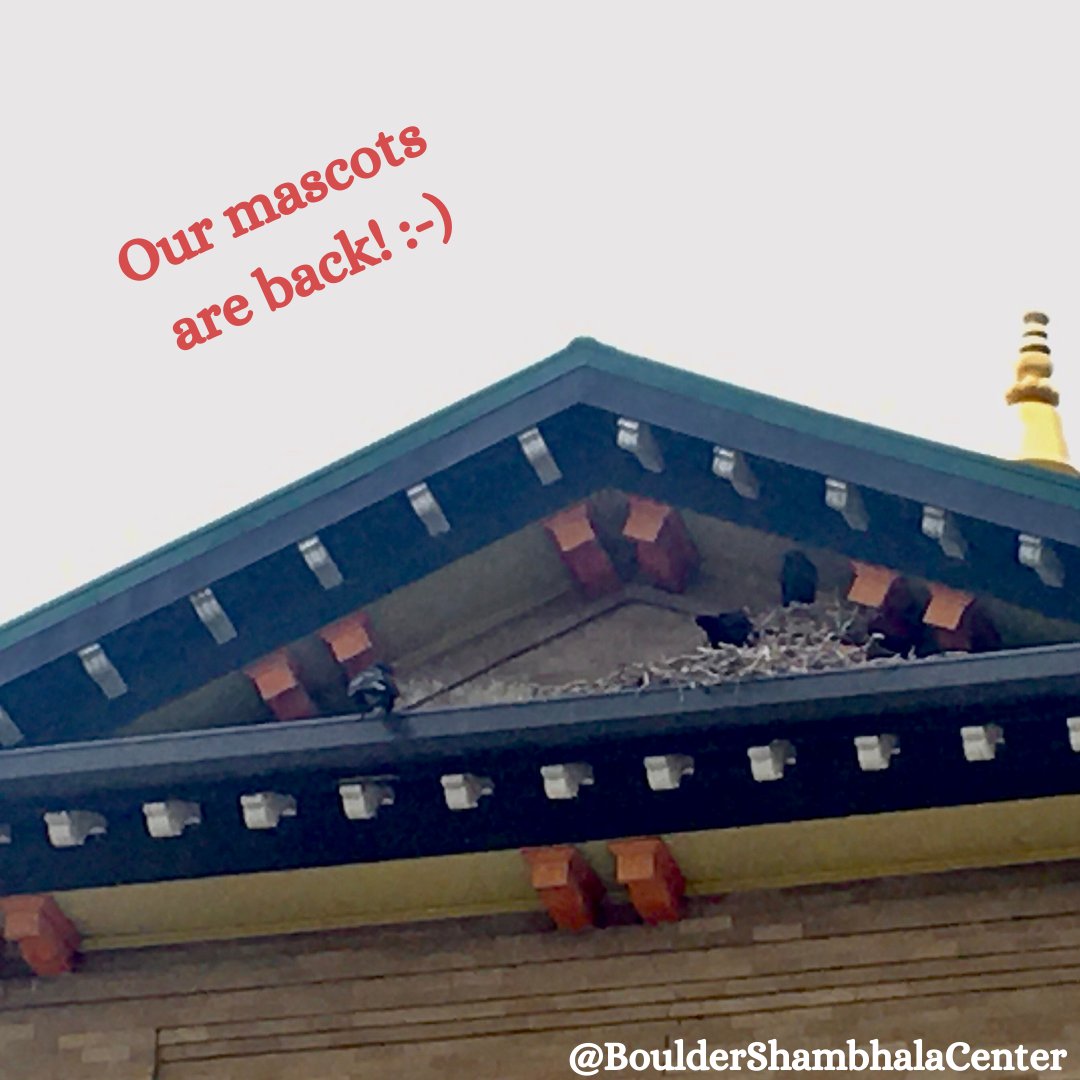 Our mascots are back! The ravens who have nested in the peak below the Boulder Shambhala Center roof overhang for time immemorial are back this year. We’ve missed them since construction on the roof scared them away in 2019. 💕

Happy Memorial Day, all!

#bouldershambhalacenter