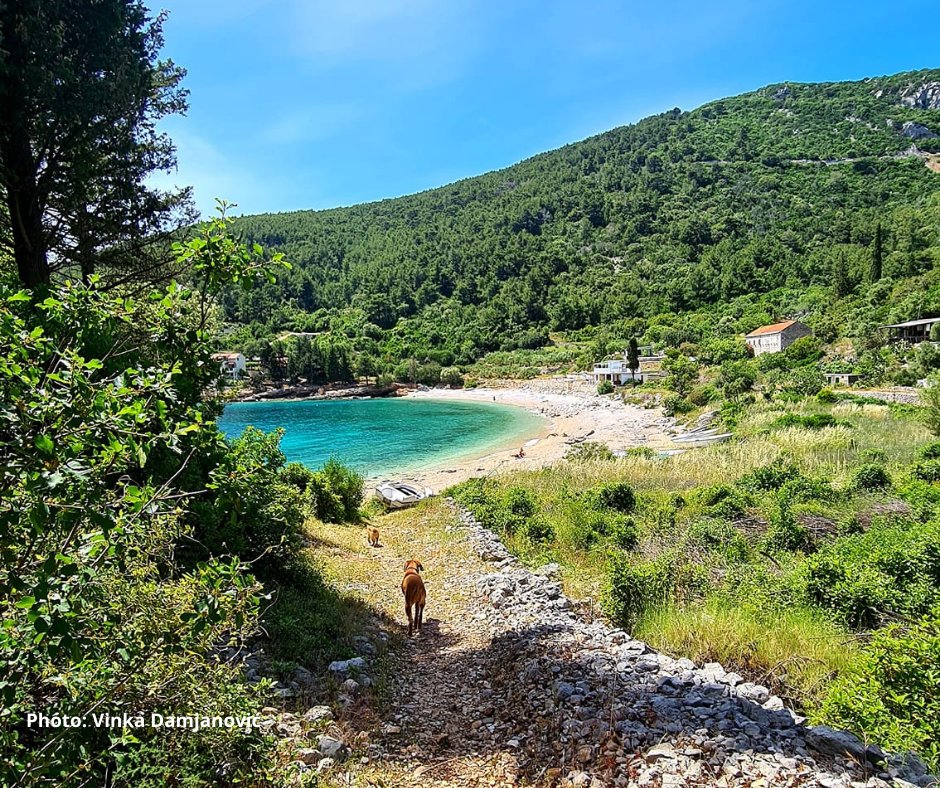 It looks soooo inviting. Don't you just 🧡💚 #summer

📸  Vinka Damjanovic

#discoverthecoloursofkorcula #discoverthecoloursofcroatia #CroatiaWishList2021 #visitkorculaisland #visitkorcula #korculabeaches #beach #beautifuldestinations #holidayseason #summer2021 #holidayseason2021