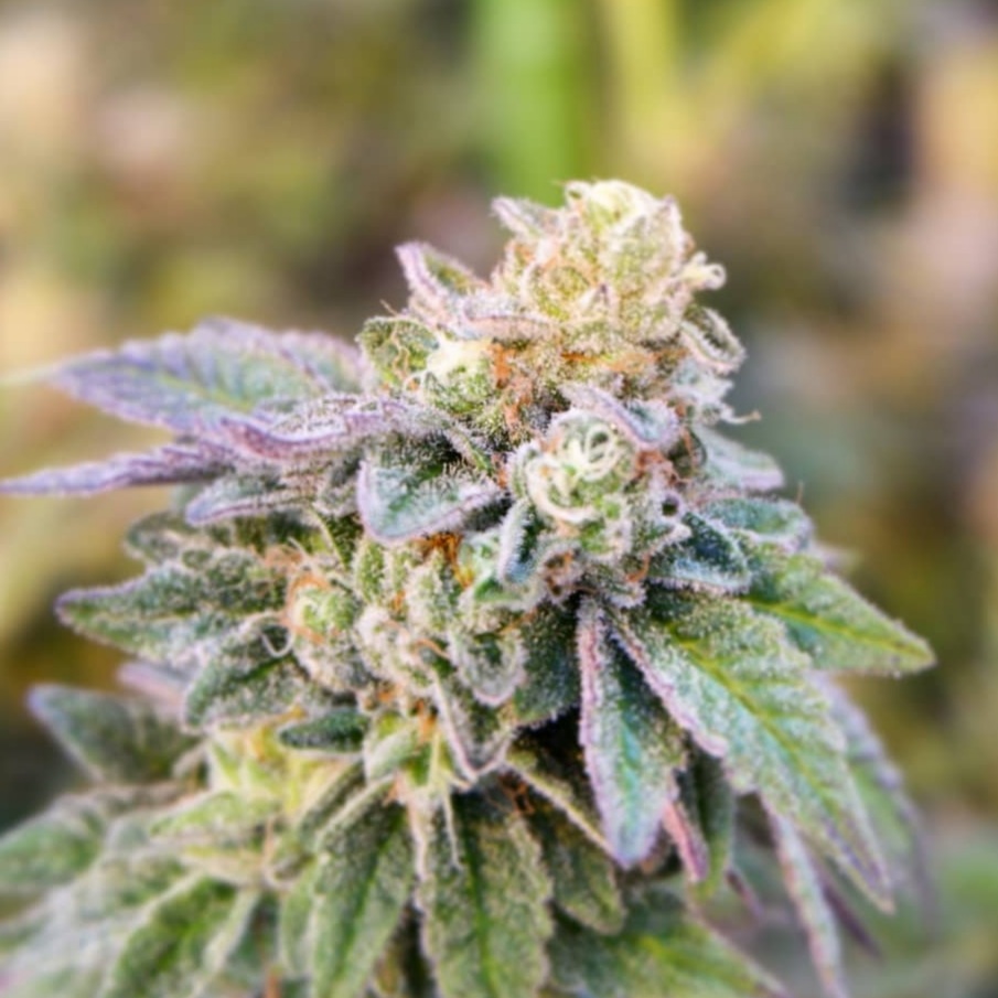 somaipharma's tweet photo. Medical cannabis flower looking frosty with all those trichomes!
#cannabis #medicalcannabis #cannabisindustry #cannabisculture #medicinalcannabis #cannabislife #cannabislove #cannabisextraction #thc #thcdistillate #thcisolate #trichomes #trichomeslikediamonds #cannabisbud https://t.co/rRjnGfFkFq
