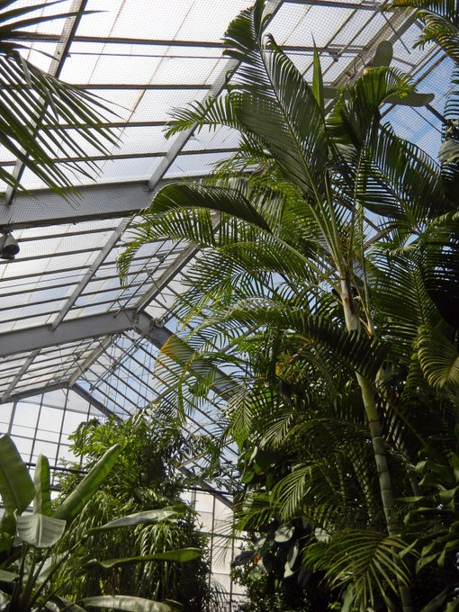 friendsTBcon's tweet photo. Last fall @CityThunderBay Admin was directed to provide a report by this June on renewal of the wings &amp; main display area of #ThunderBay's Centennial Botanical Conservatory as well as move forward with replacement of Production Greenhouses. 
#tbay #renewal #InfrastructureMatters https://t.co/QUEIgVhUCP