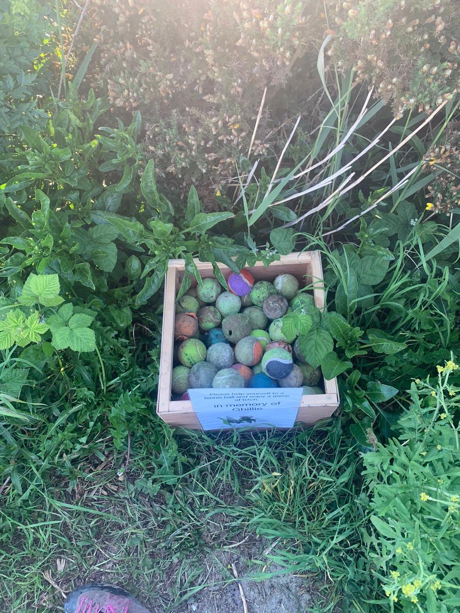 HendricksDog tweet media