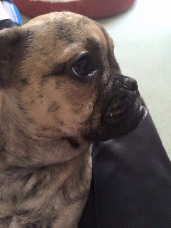 SPACECOPZ's tweet photo. Happy 7th birthday to the inspiration behind Paxton the Pooch! This is Groot!
(This is one of the first photos snapped of her.) https://t.co/lbz7emFOy9