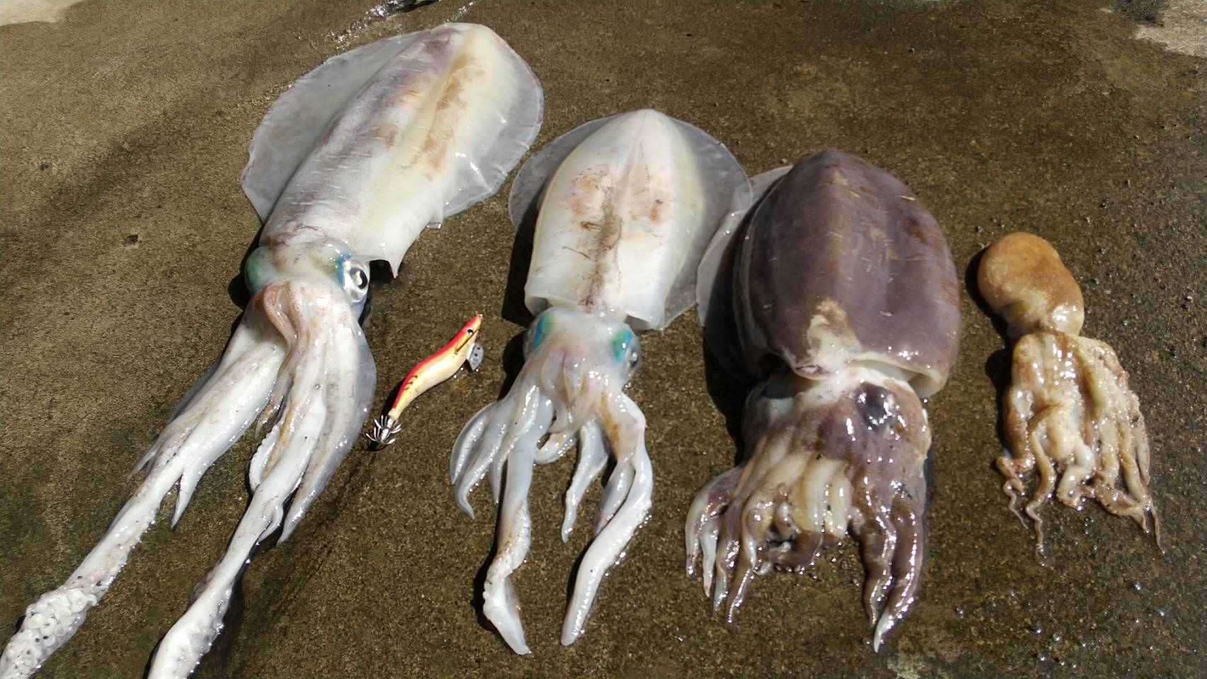 皮付きウィンナー 魚釣り 本物 Kawatuki666 Twitter
