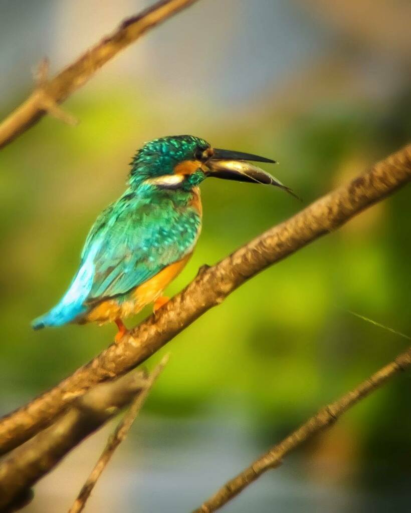 apexelindia's tweet photo. Awsome Shot by @mobile_bird_photographer_indra through Apexel 60x Hyper Zoom Phone Lens
⠀
Buy: https://t.co/PbdZPy1LSO

Tags:

#shotononeplus3t #shotoneplus #oneplus7prophotography #teamoneplus #toneplus #oneplusfamily #onepluscamera #oneplusnordar #one… https://t.co/b5G3JH5DHa https://t.co/EQMk685jaH