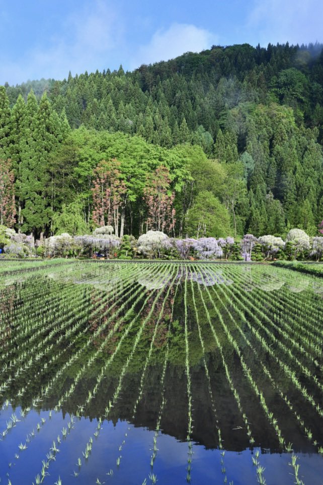 Johnny_suputama's tweet photo. This is newly planted rice paddy + wysteria trees + fog, seen only at the Tonose Fujinosato rice paddies in Akita prefecture around this time of year: https://t.co/DiEvWoXA9k 
(photos by Mizuho Miyazaki / Sankei) https://t.co/fGIDdkEcuo