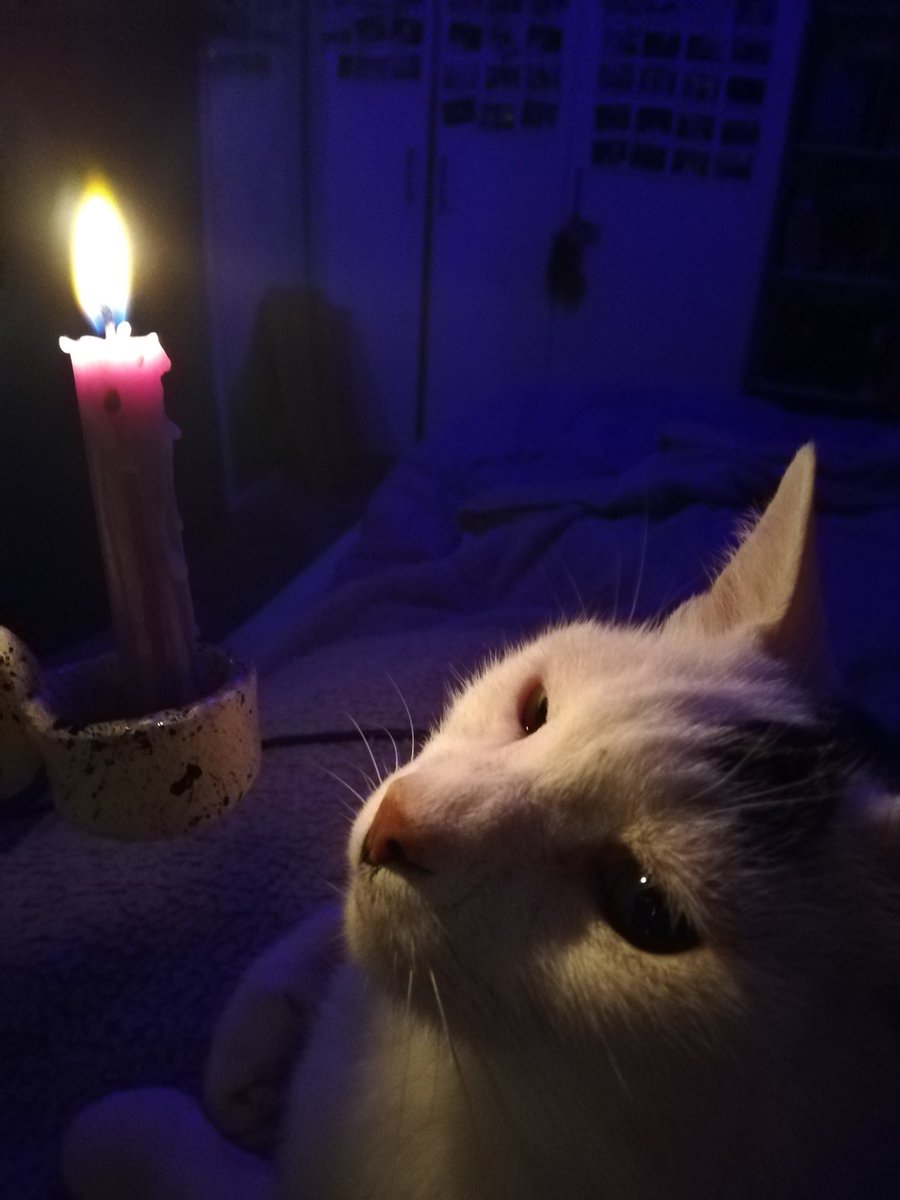 tomraydirs's tweet photo. I remember that dreamlike candlelight like a dream that you can't quite place
But Concon, I'll never forget the first time I saw your face https://t.co/iAcpCOLNki