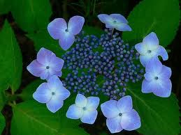 メリアルーム 土日祝いいね お休みです 今日の花 6月1日の誕生日花は 額紫陽花 がくあじさい 花言葉は 移り気 です この日生まれの人はマイペースなひと のんびり屋で穏やかな性格なので 周囲の人もあなたの存在に癒されているはず