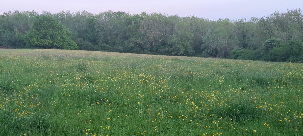 fentinic's tweet photo. A lone #wilddaisy in a field of #buttercups #NewHill #OldCoulsdon #Spring https://t.co/7R2AXuKEBg