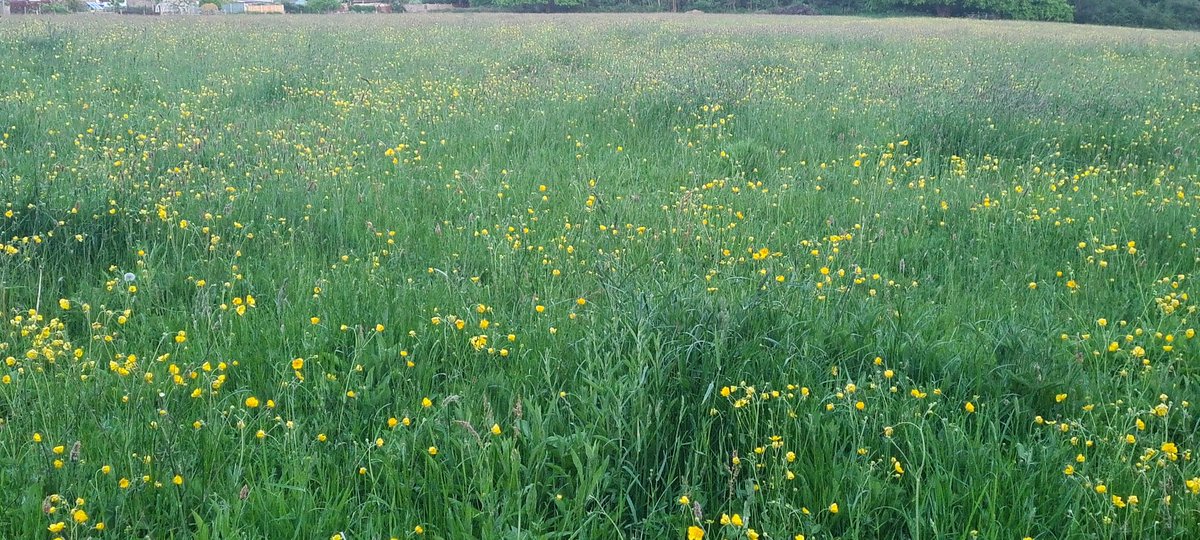 fentinic's tweet photo. A lone #wilddaisy in a field of #buttercups #NewHill #OldCoulsdon #Spring https://t.co/7R2AXuKEBg