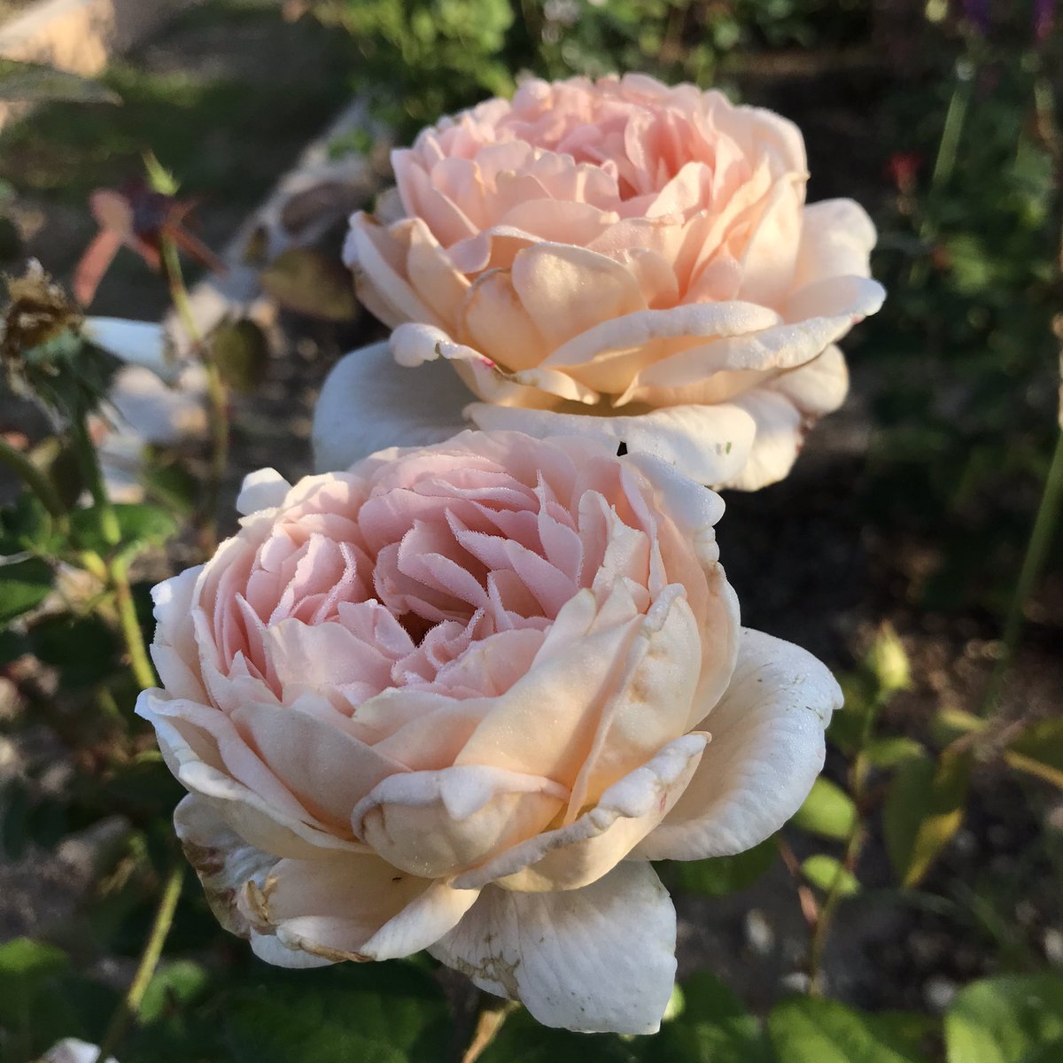 ゴロニャン てっぺんかけたか というホトトギスの鳴き声が響く今朝の庭から タモラの２番花です バラ イングリッシュローズ タモラ