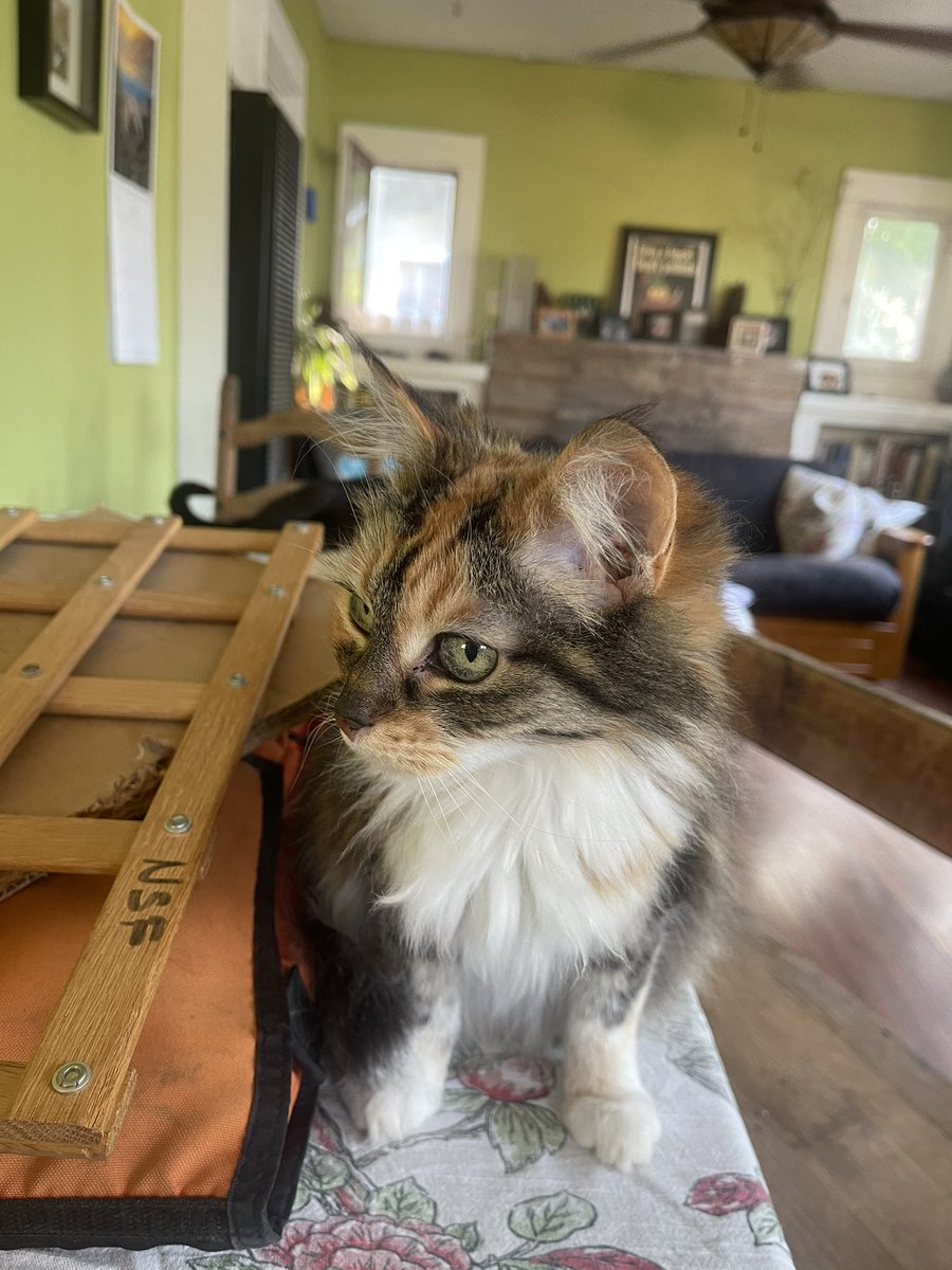 naomibot's tweet image. Kippy wants an internship so I had her press plants. #herbarium #fieldassistant