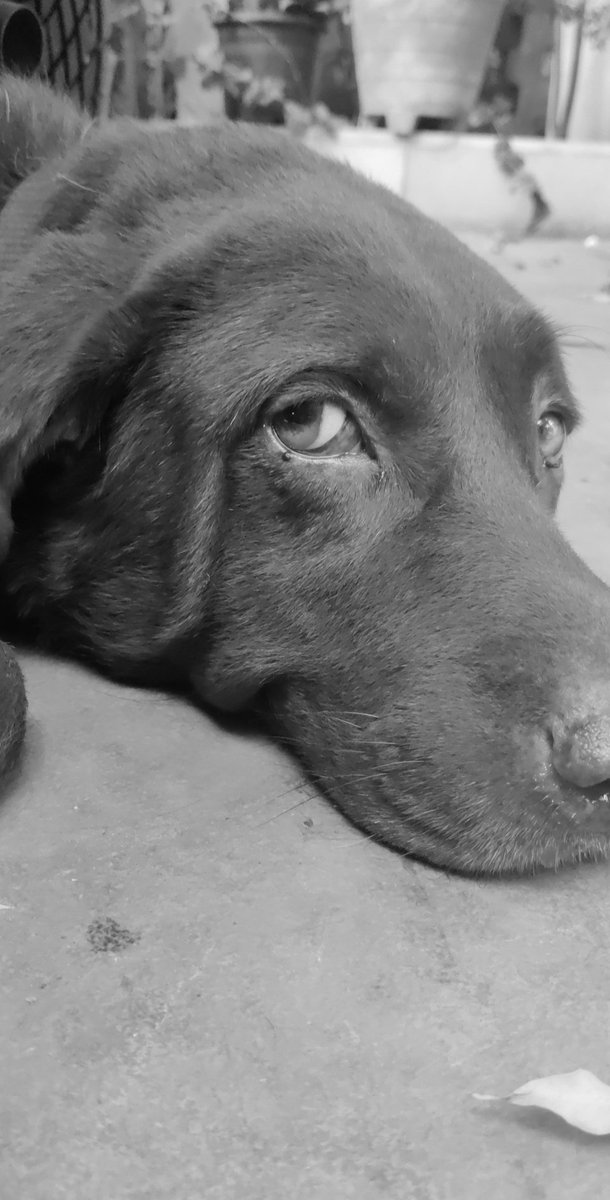 wtfRiii's tweet photo. The eyes, Chico.
They never lie. https://t.co/jbD9vqazGa
