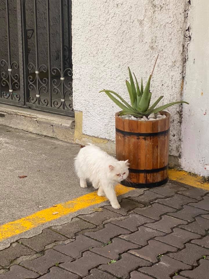 Amor y respeto animal tweet media