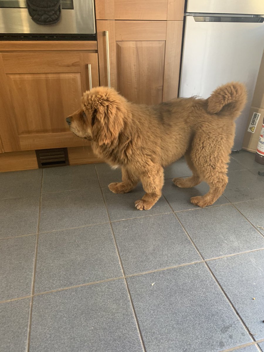 MastiffsUk's tweet photo. A year ago today we welcomed Amira into her new home 💓😙 she is still as beautiful from the day we got her (last photo is her now😱) she has grown so much 😢💓
•
#TibetanMastiff #ThrowBackMemories #BankHolidayMonday #grateful #love #BigDog #puppylove #Dog https://t.co/JjJbDatpmI