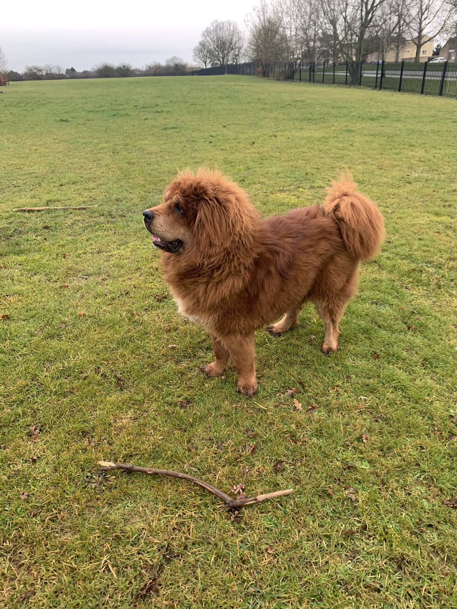 MastiffsUk's tweet photo. A year ago today we welcomed Amira into her new home 💓😙 she is still as beautiful from the day we got her (last photo is her now😱) she has grown so much 😢💓
•
#TibetanMastiff #ThrowBackMemories #BankHolidayMonday #grateful #love #BigDog #puppylove #Dog https://t.co/JjJbDatpmI