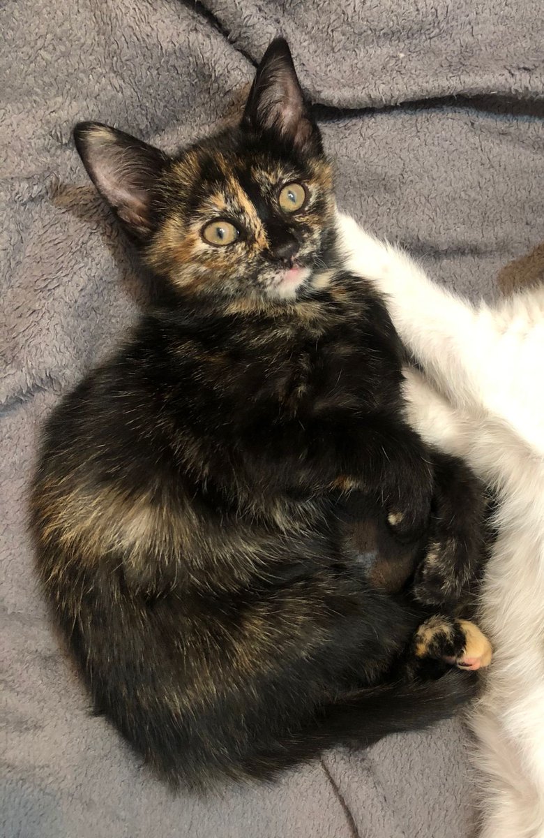 🏡 ANKARA / YUVA ARANIYOR 🏡

Adı Köfte. 2 aylık, oyuncu, sevgi dolu, şapşal bir kız. Karın duvarındaki küçük bir fıtıktan dolayı durumunun takip edilmesi gerekiyor ama bu fıtığın büyüdükçe kendiliğinden geçeceği ve bir sıkıntı çıkarmayacağı tahmin ediliyor.