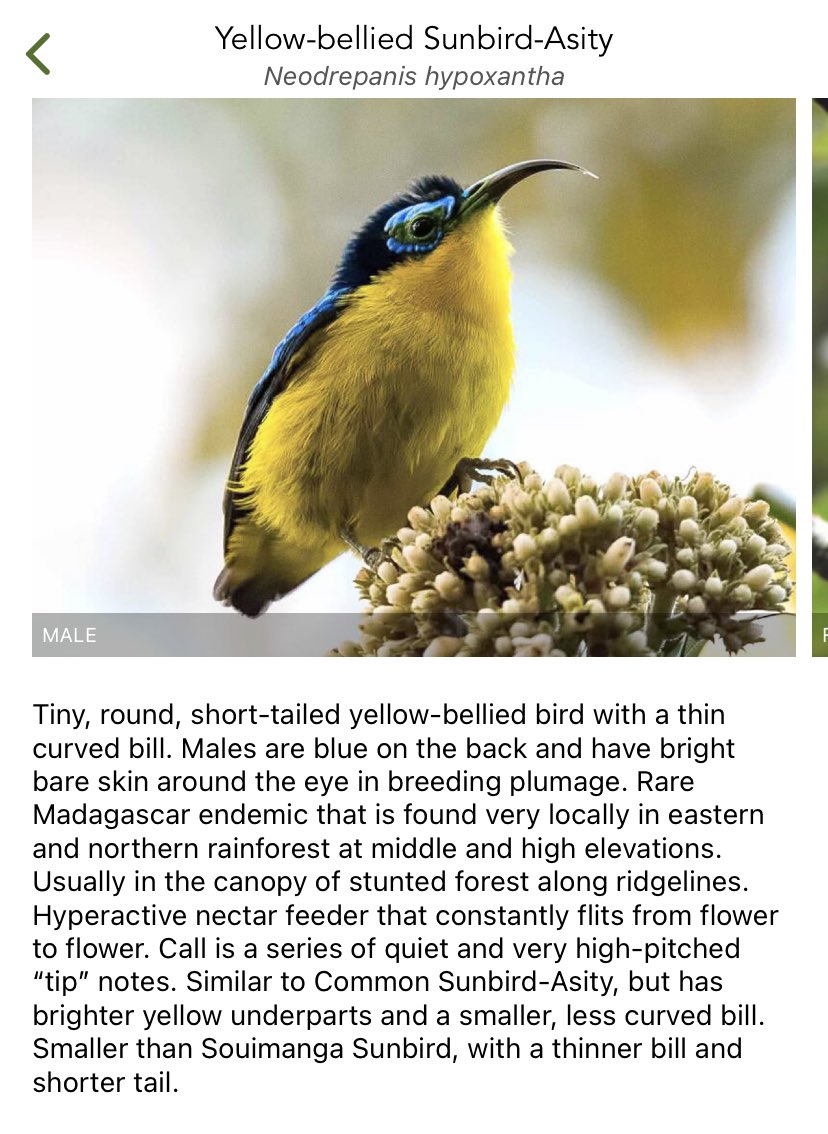 BirdIdentifier's tweet photo. @marwilliamson Yellow-bellied Sunbird-Asity https://t.co/37Zbd0ToLc