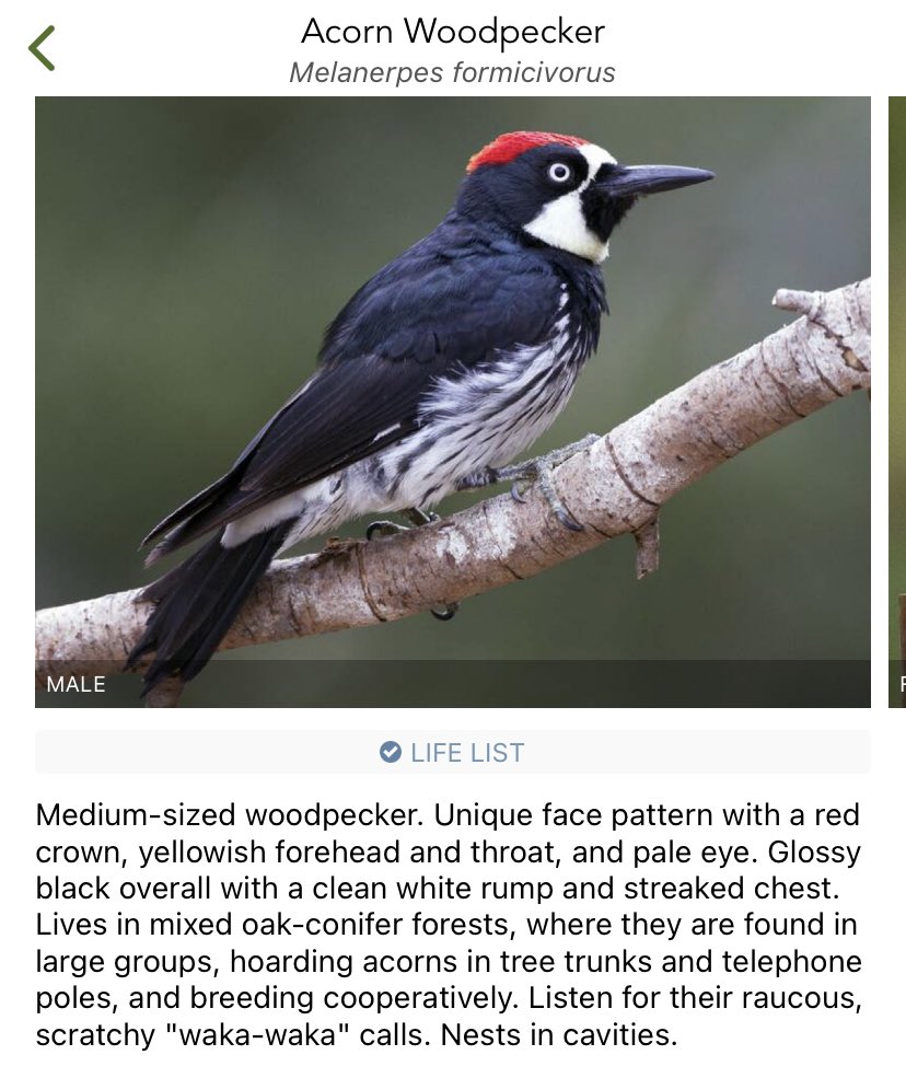 BirdIdentifier's tweet photo. @marwilliamson Acorn Woodpecker https://t.co/YZuYOMl0SC
