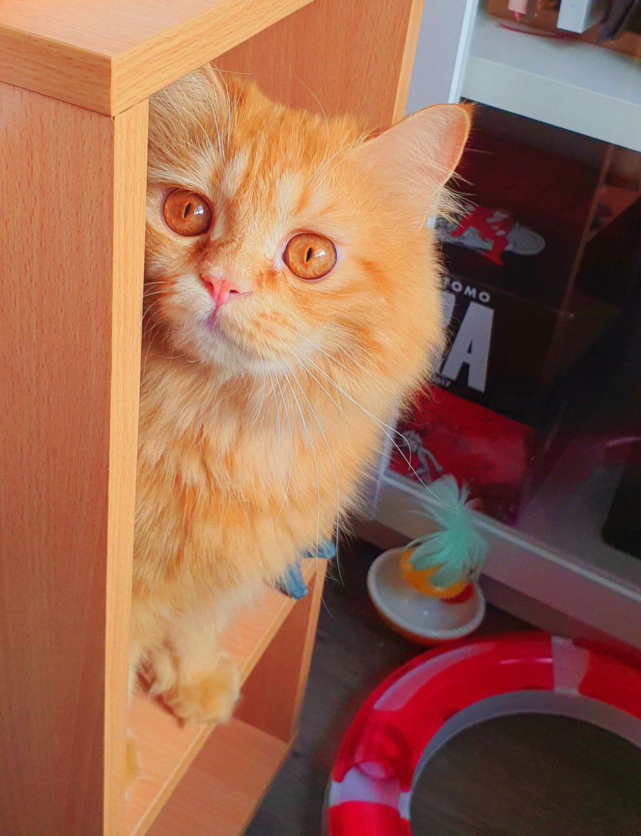 Dark_Farewell's tweet photo. TABI Day 261
NARI Day 156

31.05.2021

Tabi's IG : tabijourney91
Tabi's FB page : Tabi Journey : Tabi The Tabby Cat

#harlequincat #creamcat #creamharlequin #beigecat 
#TabiJourney #TabiTheTabbyCat #TabiTabby #TabiTheOrangeTabbyCat #cat #gingercat #gingertabby #gingertabbycat https://t.co/SEyJRMwWsq