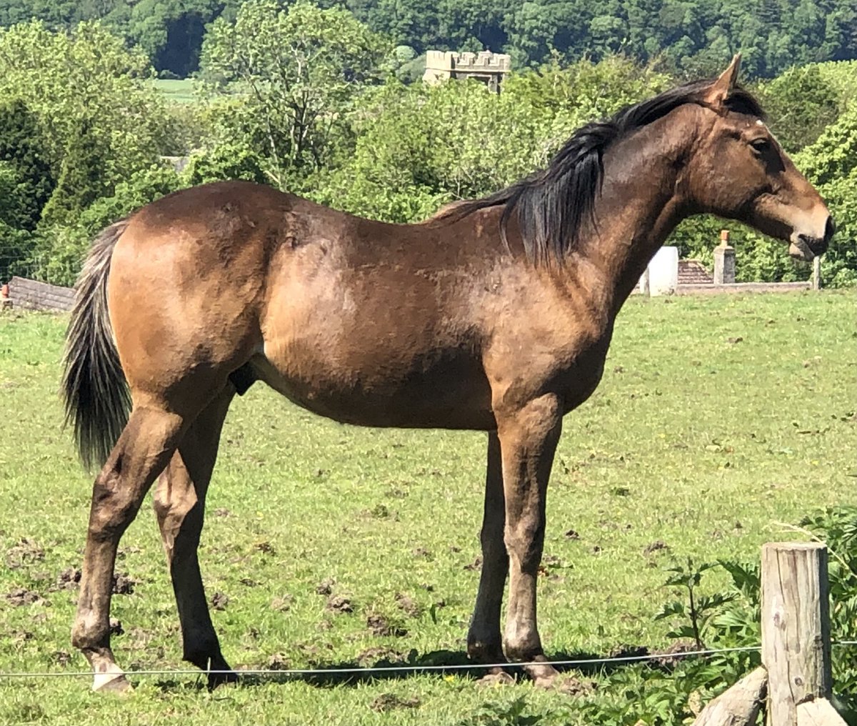 tarnbrookstud's tweet image. Yearling colt by Mahsoob out of CatchtheMoonlight (Generous) - The Beast ❤️