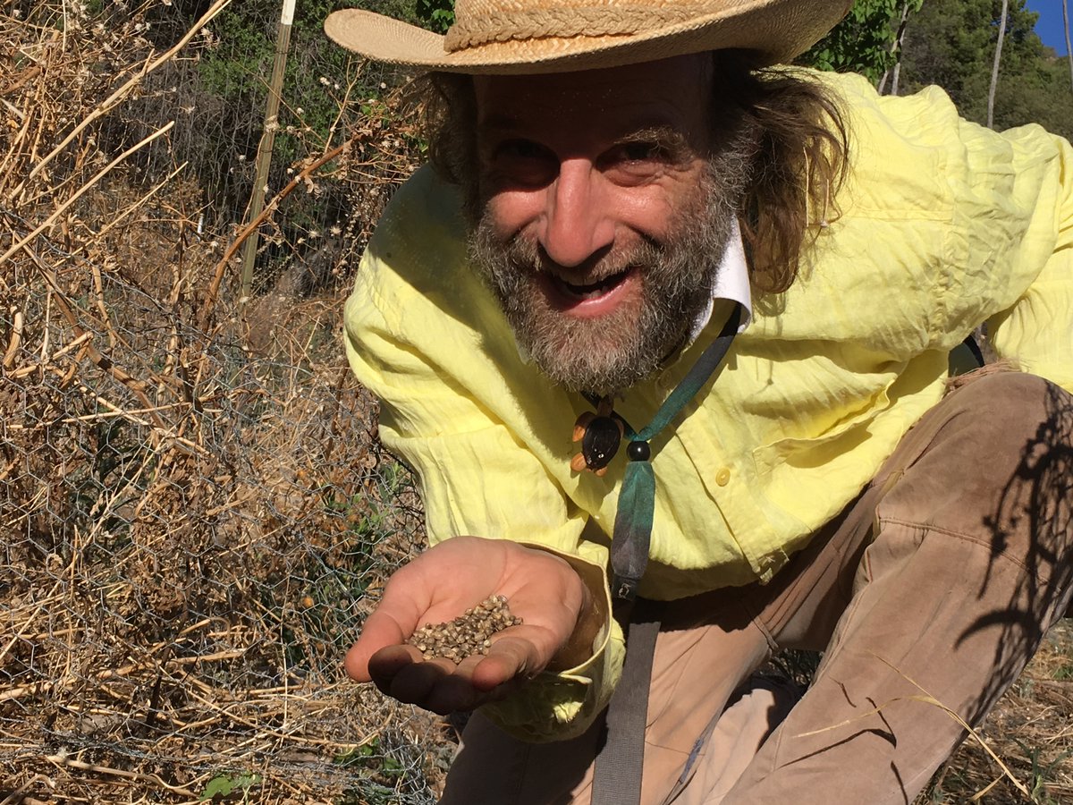 organiccowboy's tweet photo. If you look like a #bee & pollinate like a bee…Watching leaves unfold-stunned by a plant’s growth over the course of one day: part of my job. Links to my books & audiobooks: https://t.co/SUbw3TuYUi #AmericanHempFarmer #HempBound #FarewellMySubaru #pollinators #spring #superfood https://t.co/cwJF7JBBo4