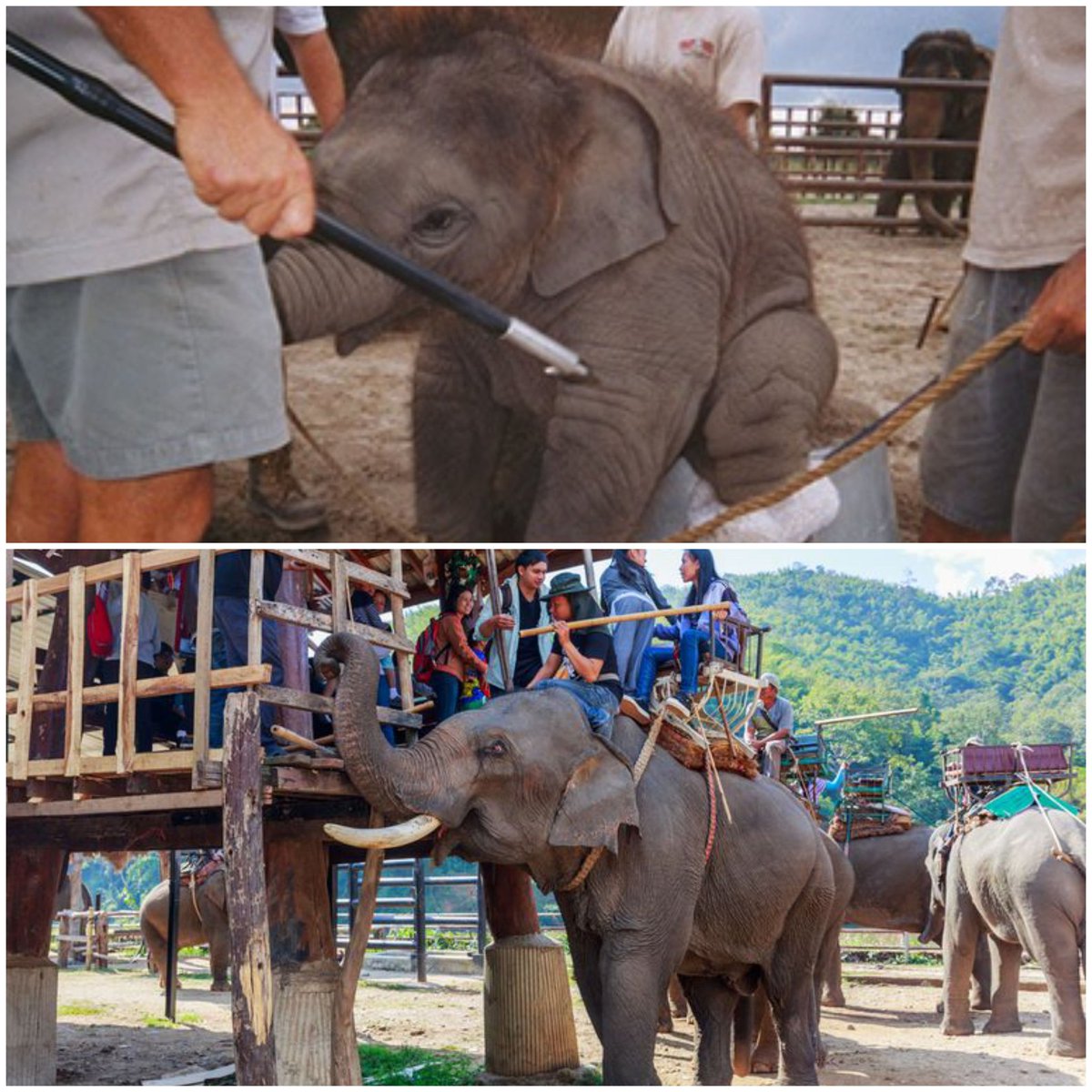 TaylorShone's tweet image. Baby Elephants are ripped from their mothers, kept in a confined places and go through a process called Phajaan, all so tourists can ride 1 of these sentient Animals. Their abuse is daily, at night they are chained with limited movement. Is it worth it????
#RideABikeNotAnElephant
