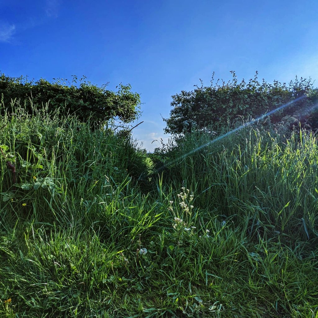 Snakesnbaddies's tweet photo. When all else fails flee civilisation and find yourself a good ol' field ☀️🌻 https://t.co/iMY71NTVnj