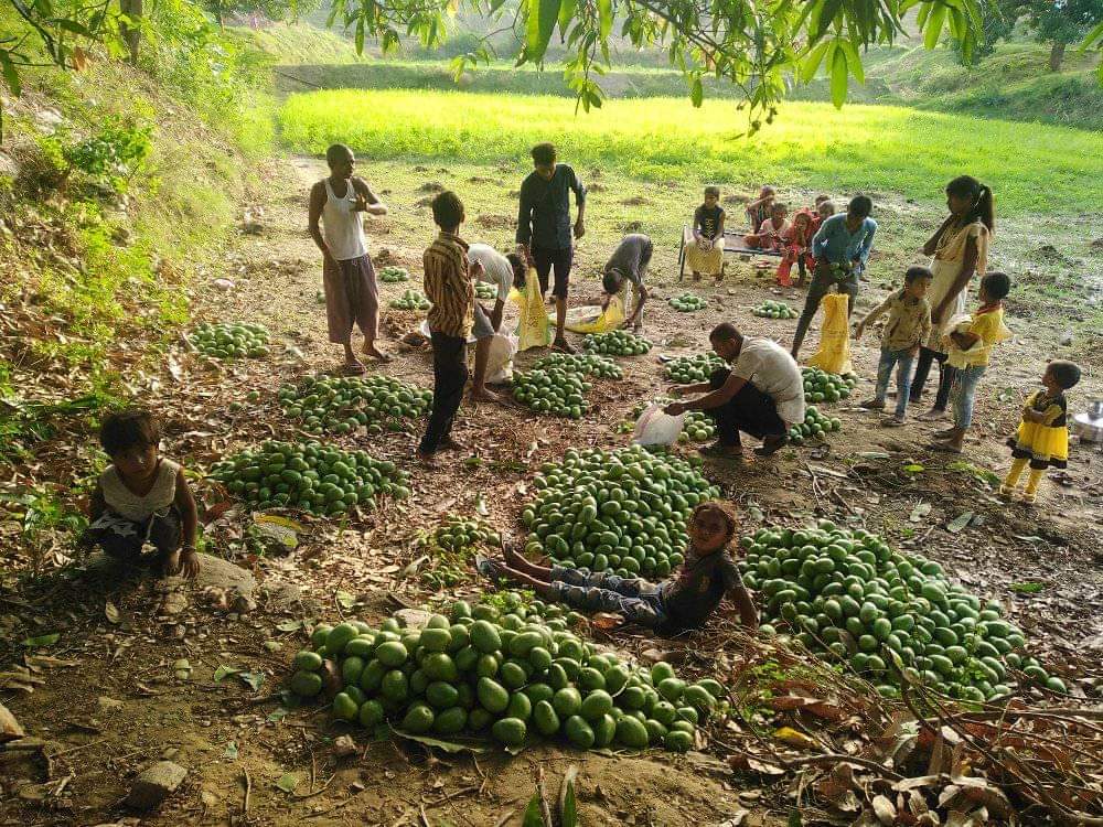 RoatKantiBhai's tweet photo. ये बटवारा सिर्फ  प्रकर्ति पुजक आदिवासी समुदाय ही कर सकता है जहाँ पेड़ आम का भी हिस्सा होता है और किसी का एक अंश भी नही खाया जाता हिस्सा बराबर होता है
आसपास बैठने वालों को भी कुछ अंश दिया जाता है गाँव के सदस्य मानकर कही नही मिलेगी ऐसी व्यवस्था सिर्फ देश के मालिक के पास है 
#जोहार https://t.co/YuKqLHxEvu