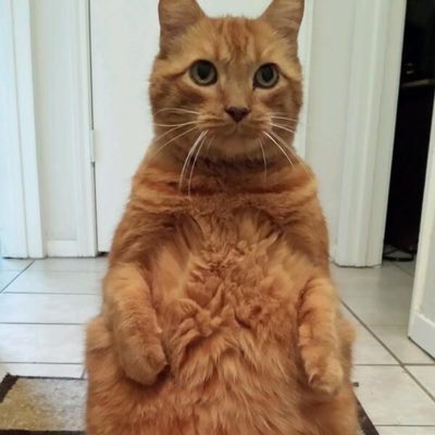 millicent_cat's tweet photo. #.NewProfilePic

(ไม่ได้อ้วน แค่อวบระยะสุดท้าย) https://t.co/2Q3he82Lue