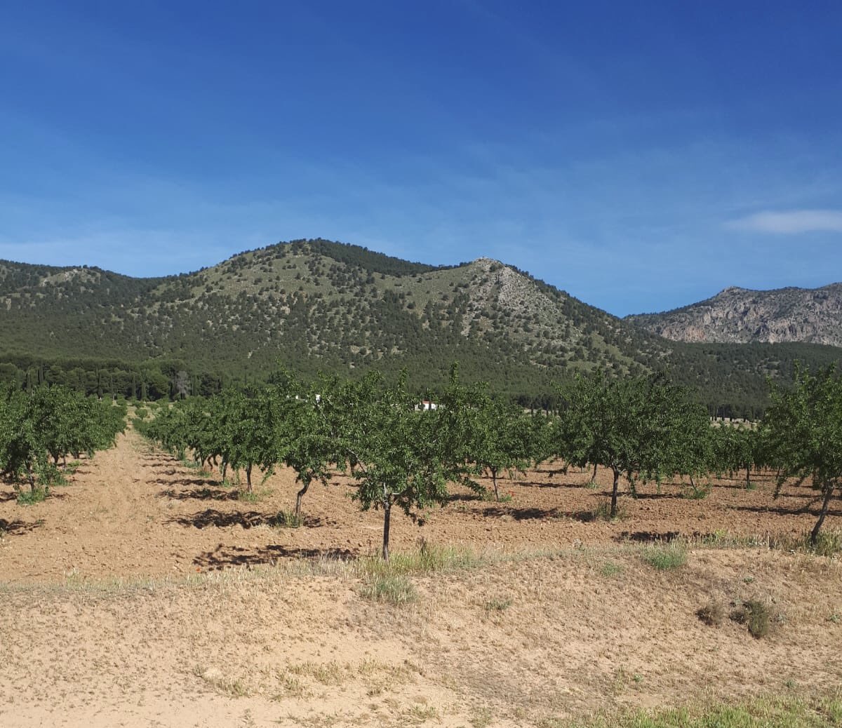 joaqeg's tweet photo. #OrgulloCompartido @YaraIberian orgullo de mis almendros ecológicos https://t.co/u7QvX6NA2y