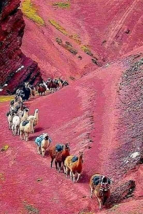 RT @drsurendrpathak: Pink sands of Peru!!!! https://t.co/c6yNI4IqMY