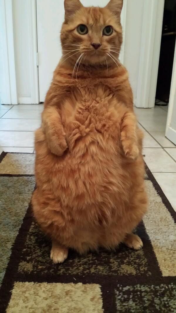 millicent_cat's tweet photo. (อวบระยะสุดท้ายของสุดท้ายอีกที) https://t.co/ntGbGlygHr