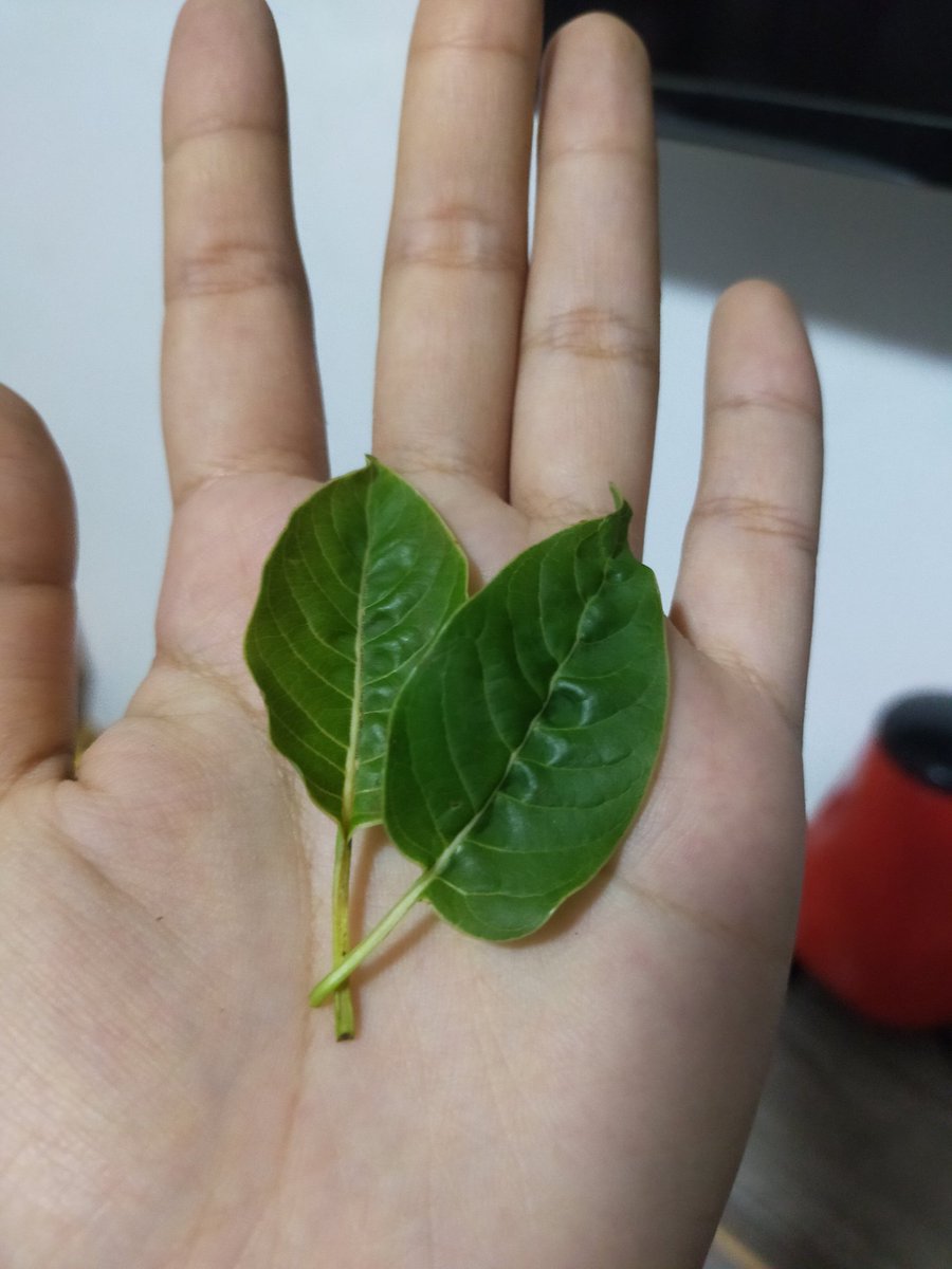 SHEISDAISY2's tweet photo. 60ใบ100 ใครรู้จักบ้างคือใบอะไร🤣🤣

#กระท่อมป่น #กระท่อมผง #ท่อม #kratom #tea 
#สรรพคุณ #ใบกระท่อมรักษา #โรคเบาหวาน #โรคความดันโลหิต ช่วยแก้ #ระบบย่อยอาหารผิดปกติ #อึด
#ยาเสพติด #กระท่อม #พืชกระท่อม #ปลดล็อกกระท่อม #ใบกระท่อม #สมุนไพรออแกนิค #ท่อม #สมุนไพร  #สายเขียว #พรรคเขียว https://t.co/qnsWJkLUb2