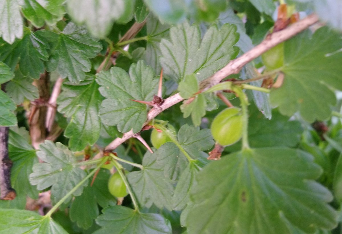BrightAire's tweet photo. My first tiny garden gooseberries. #PlayingTheFool https://t.co/Lf8Ex0sM8P