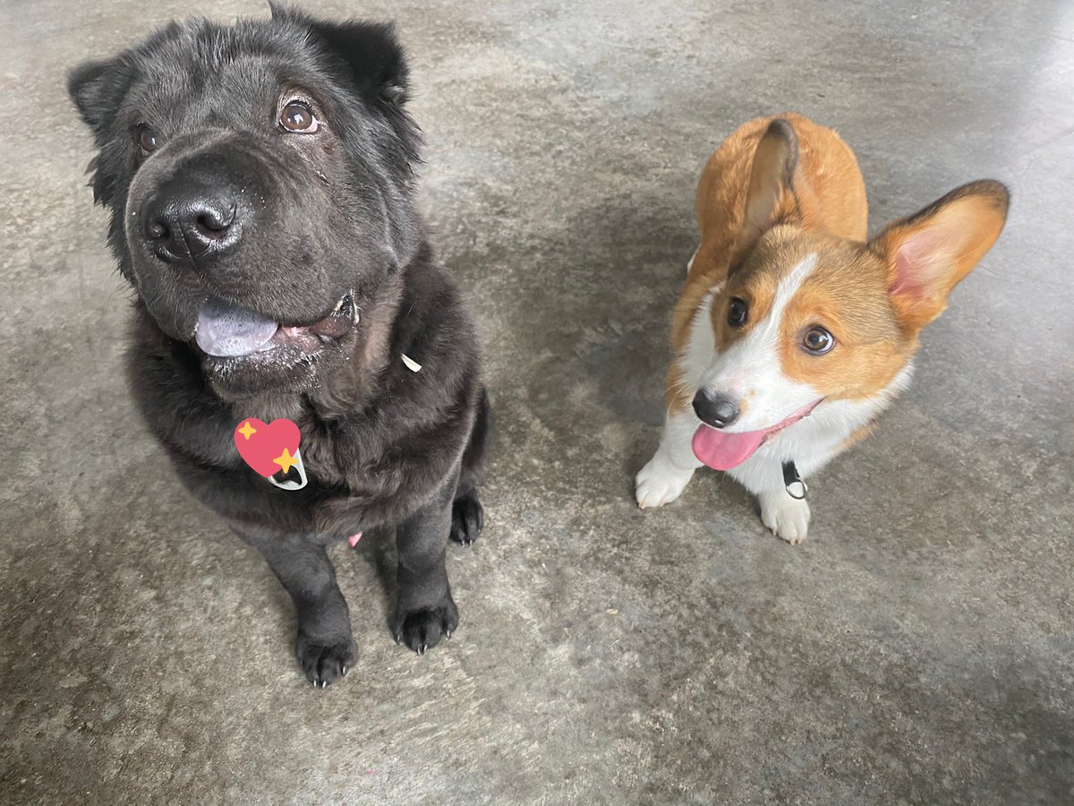 JackieMButler's tweet photo. Two cuties. Manatee &amp; Gabu are having the best of time. 😌 https://t.co/NOVeKpWpoh