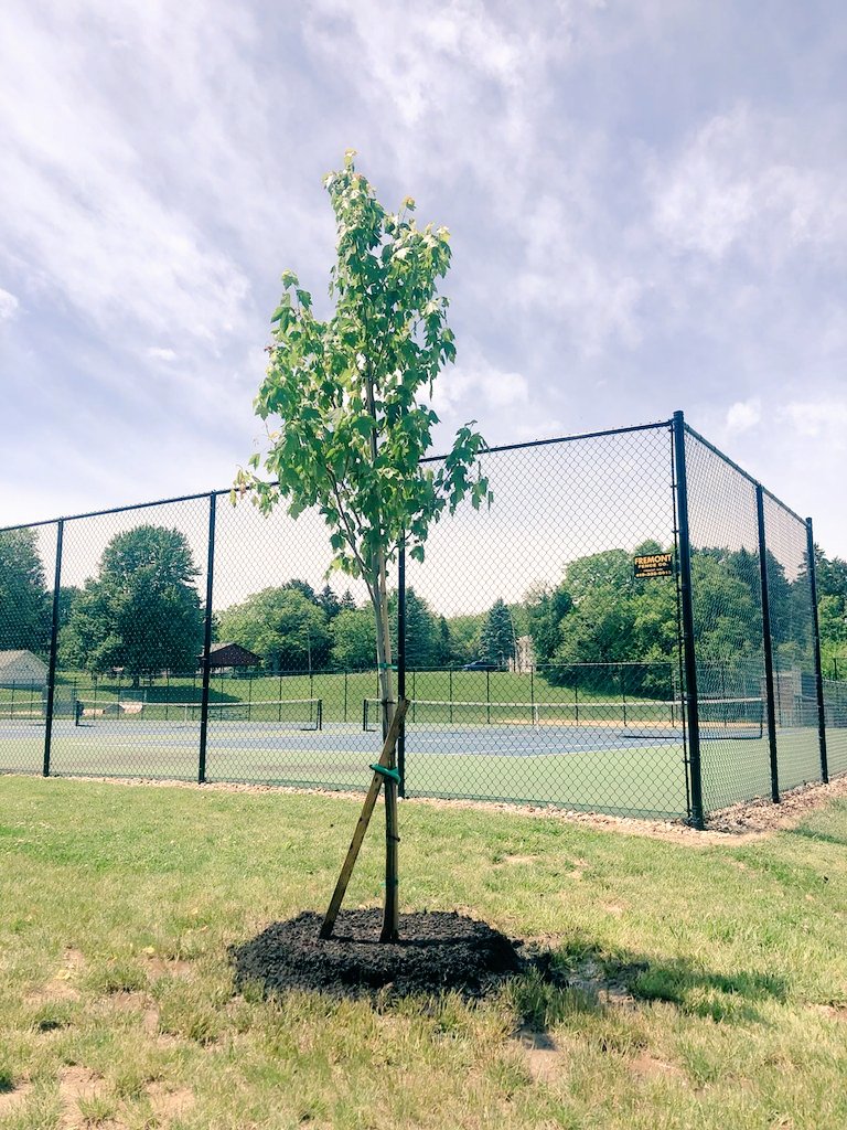 TennisCharger's tweet photo. 😇Memorial tree at Edison Park for our Kya 💞
Thank you to the Moore family; Cork, Gretchen &amp; Emily for this tribute 🎾
@EdisonSports @EdisonLocalSD @sanduskyregistr @NReflector https://t.co/N84aJ9zo9m